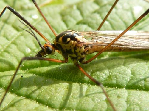 Réf. 229 076 : Nephrotoma appendiculata